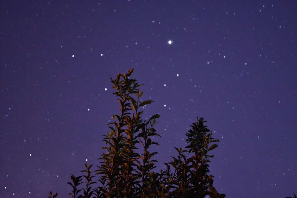 green pine tree under starry night