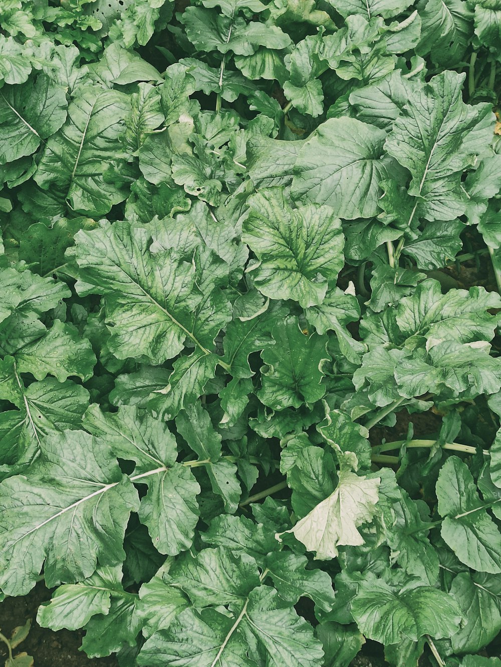 green leaves with white flowers