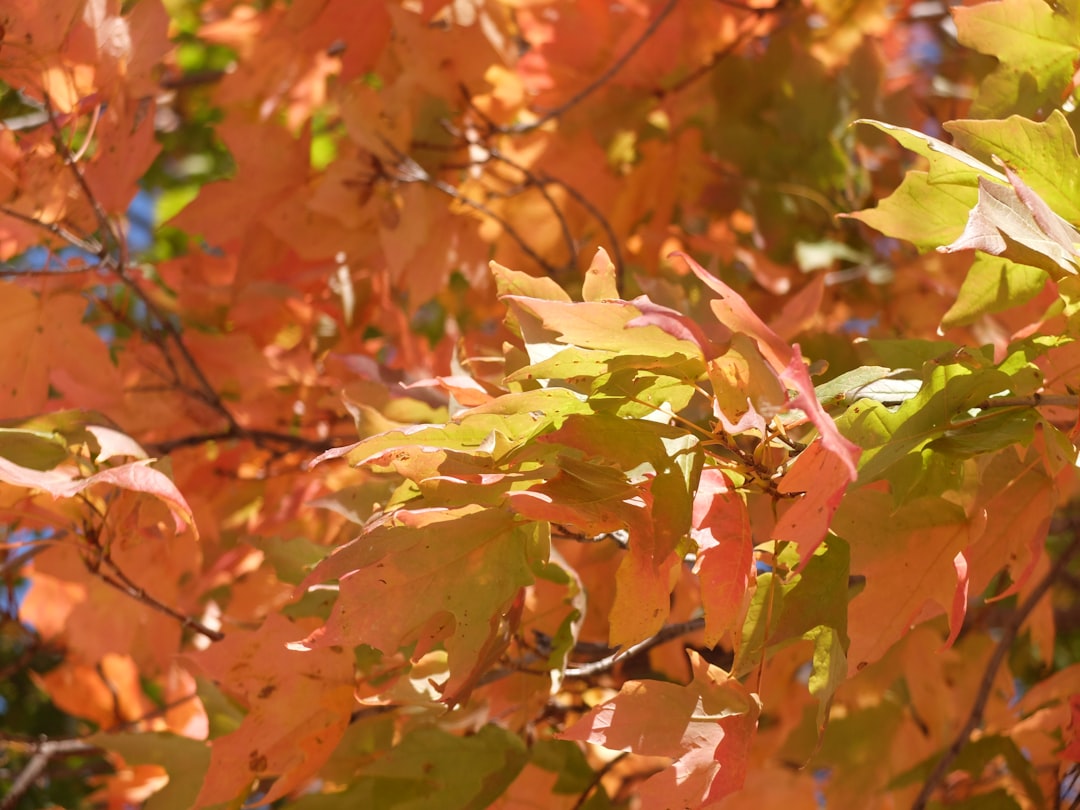 red and green maple leaves