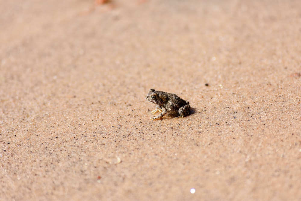 brown and black frog on brown sand during daytime