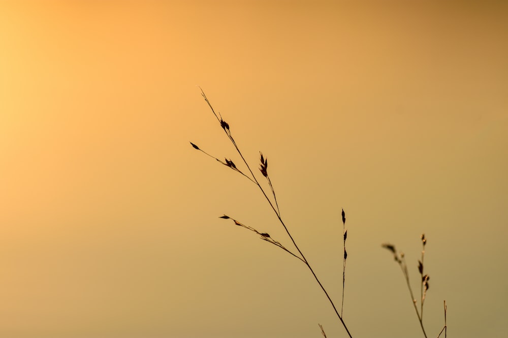 silhouette of plant during sunset