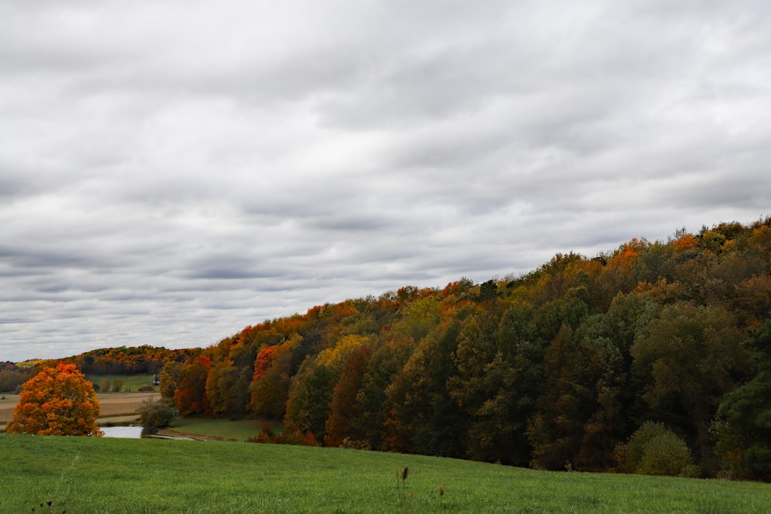 green grass field with trees under white clouds