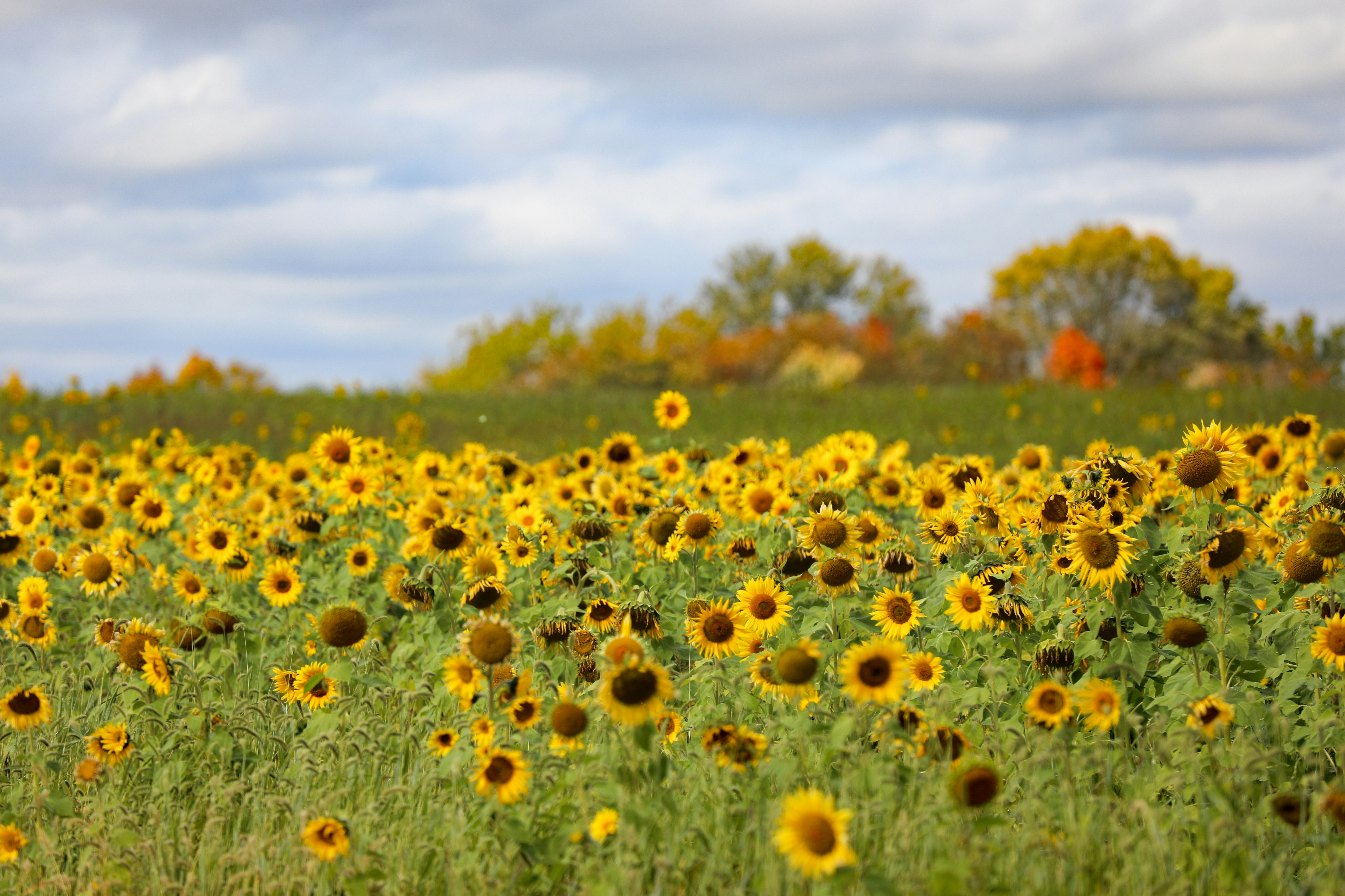 Festival In Utah 2025