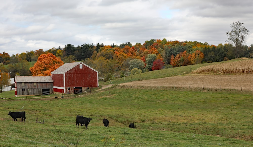 brown wooden barn on green grass field during daytime