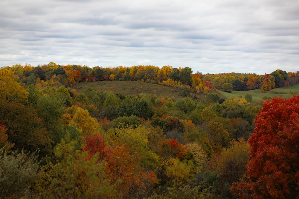 green and brown trees under white clouds during daytime