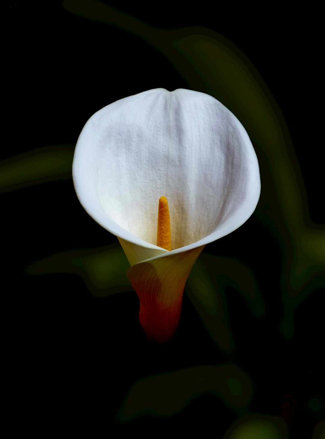 white and orange flower bud