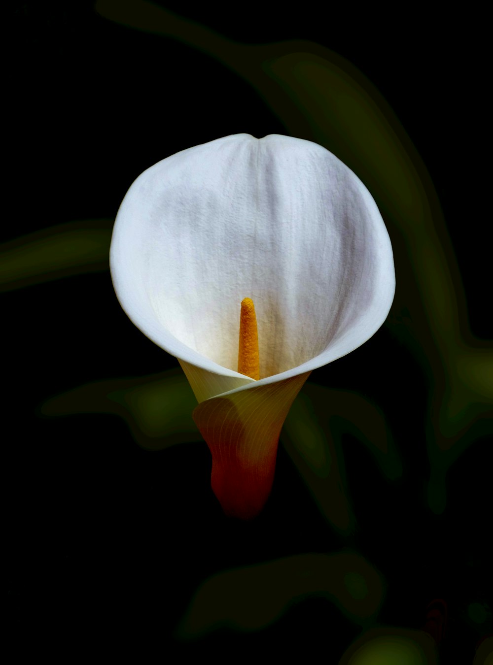 white and orange flower bud