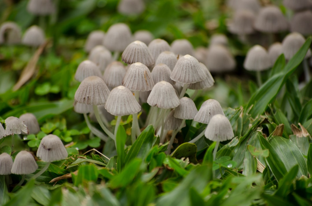 white mushrooms in green grass field during daytime