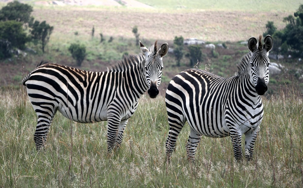 zebra on green grass field during daytime