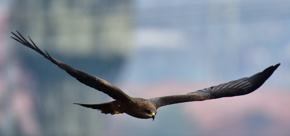 Uccello marrone e bianco sul ramo marrone dell'albero durante il giorno