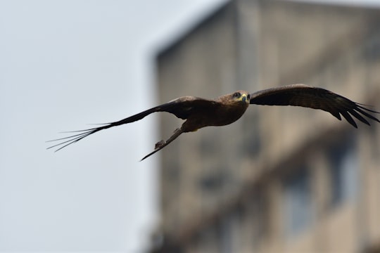 brown and black bird flying in Chembur India