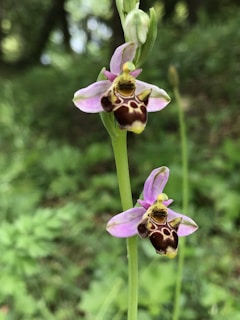 Two bee orchids with purple and brown flowers resembling bees, against a blurred green forest background. The petals show intricate patterns, and the flowers grow on a single, slender green stem.
