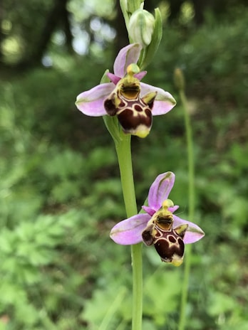 Two bee orchids with purple and brown flowers resembling bees, against a blurred green forest background. The petals show intricate patterns, and the flowers grow on a single, slender green stem.