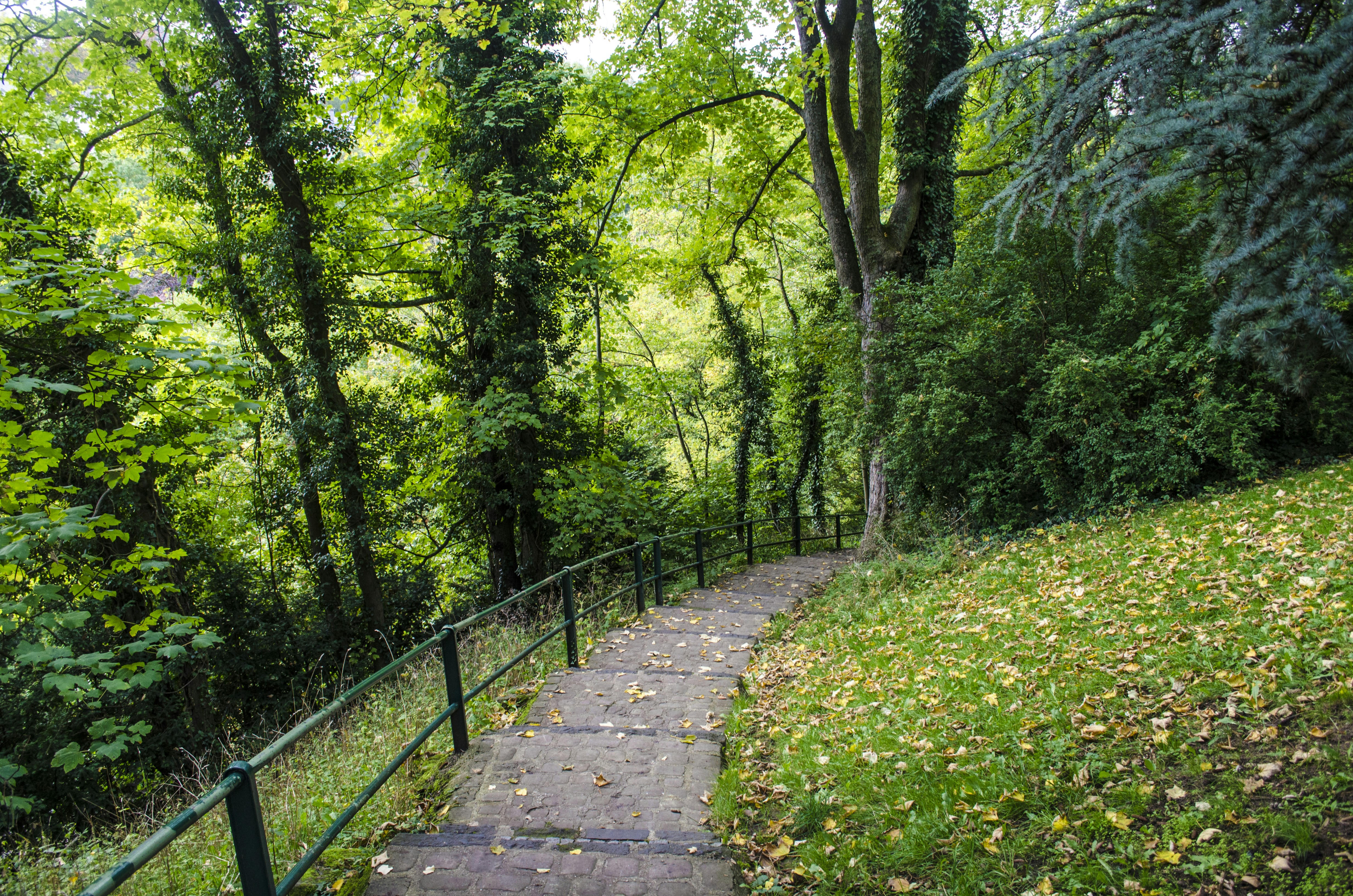 brown wooden bridge in the woods