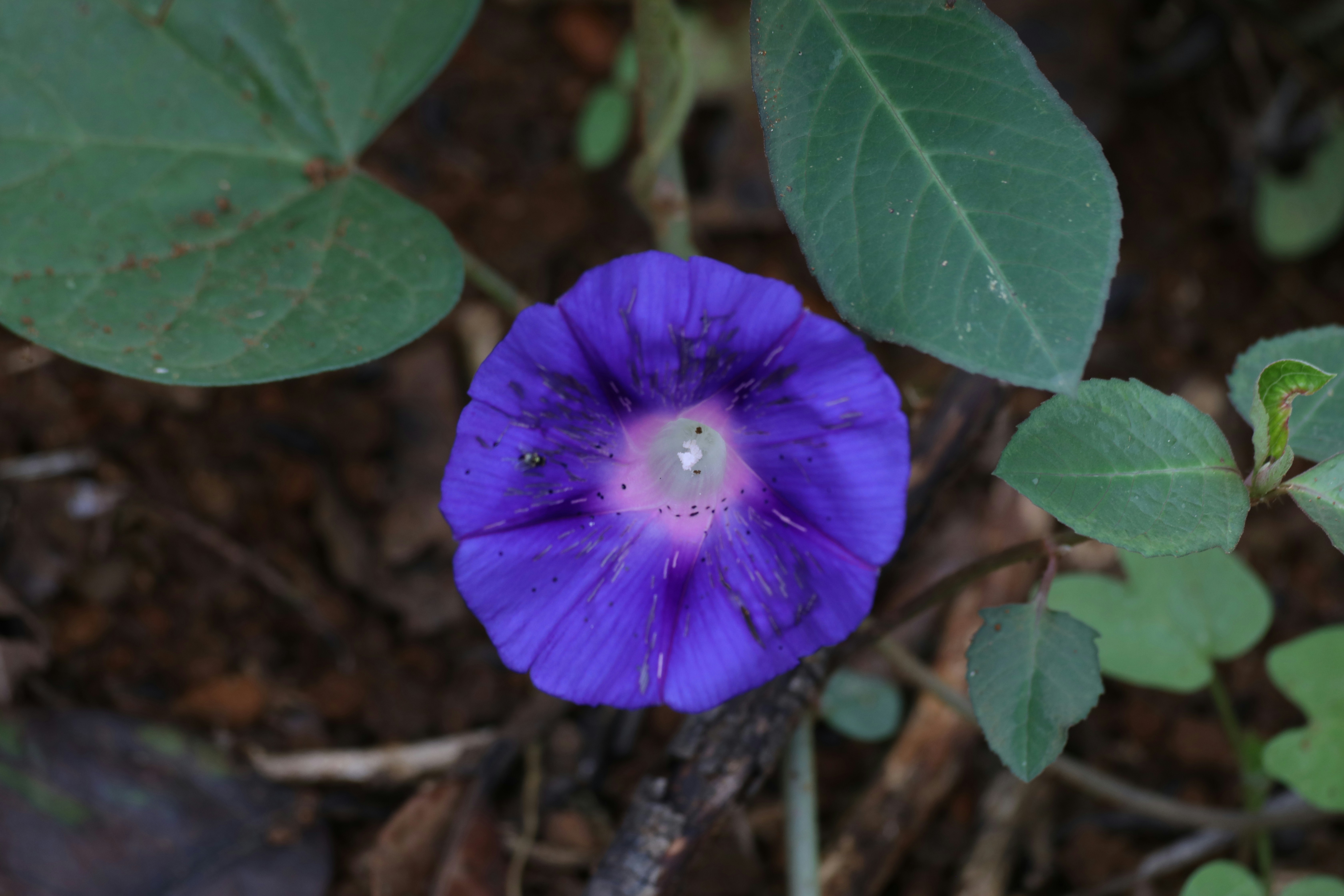 Photo by marcusdallcol