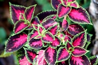 Vibrant leaves with a striking mix of magenta, dark purple, and lime green edges, creating a bold visual contrast. The plant appears lush and healthy, with a slight blur in the background suggesting a natural setting.