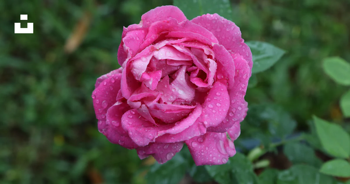 Rosa rosada en flor durante el día foto – Imagen de Rosado gratuita en ...