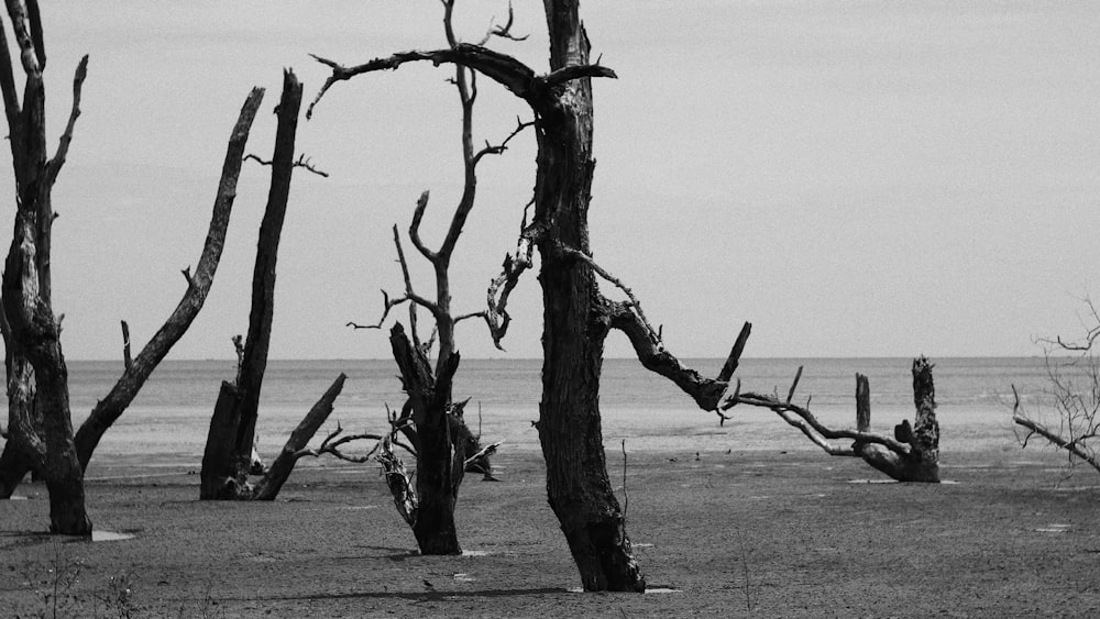 leafless tree on gray field