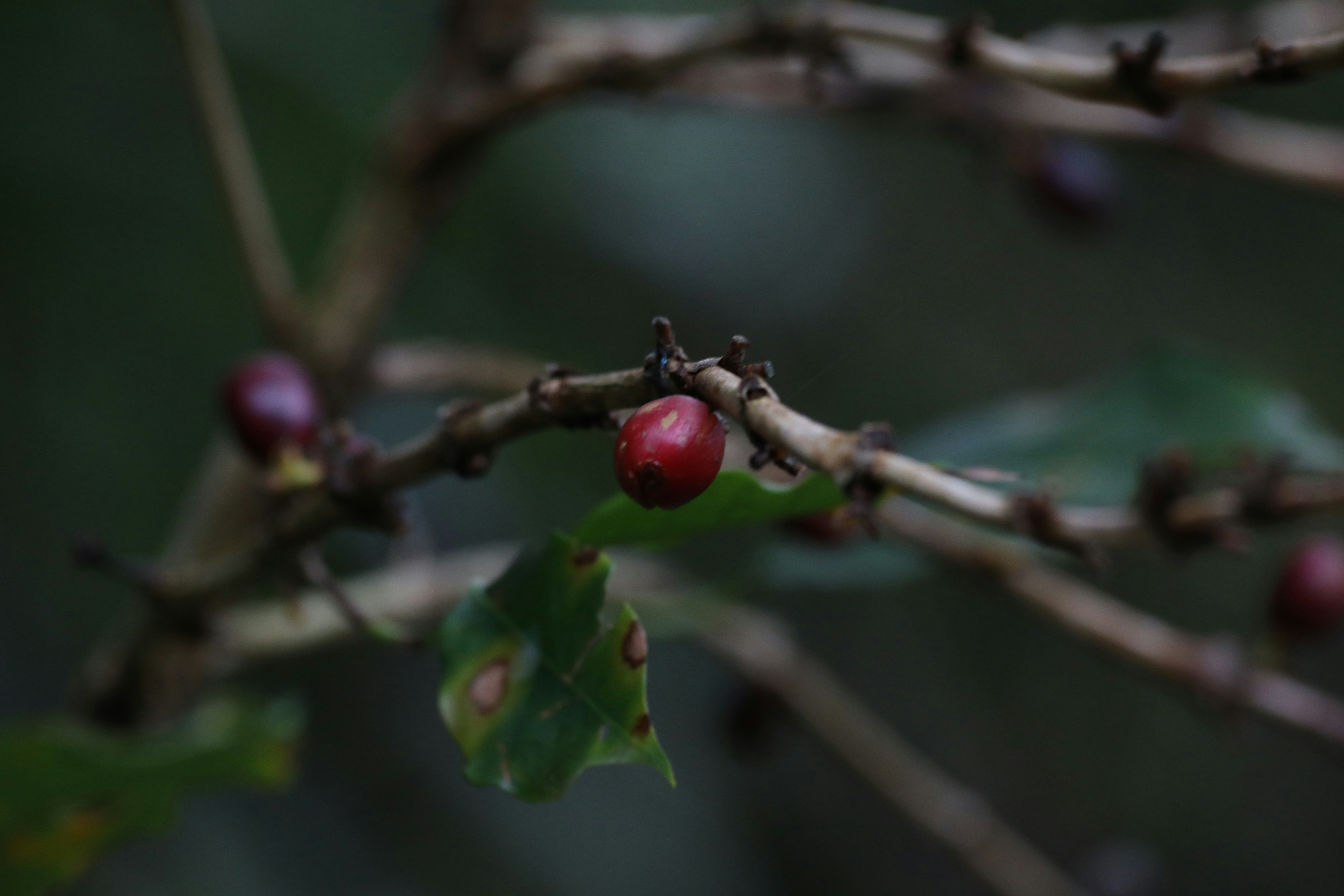 Photo by marcusdallcol