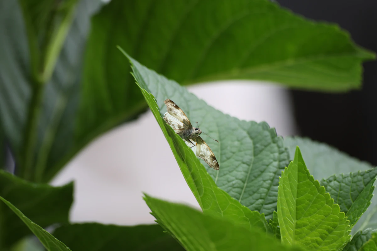 Whiteflies on Plant Leaves India Organic Treatment