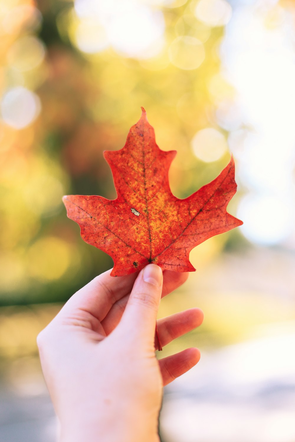 person holding red maple leaf