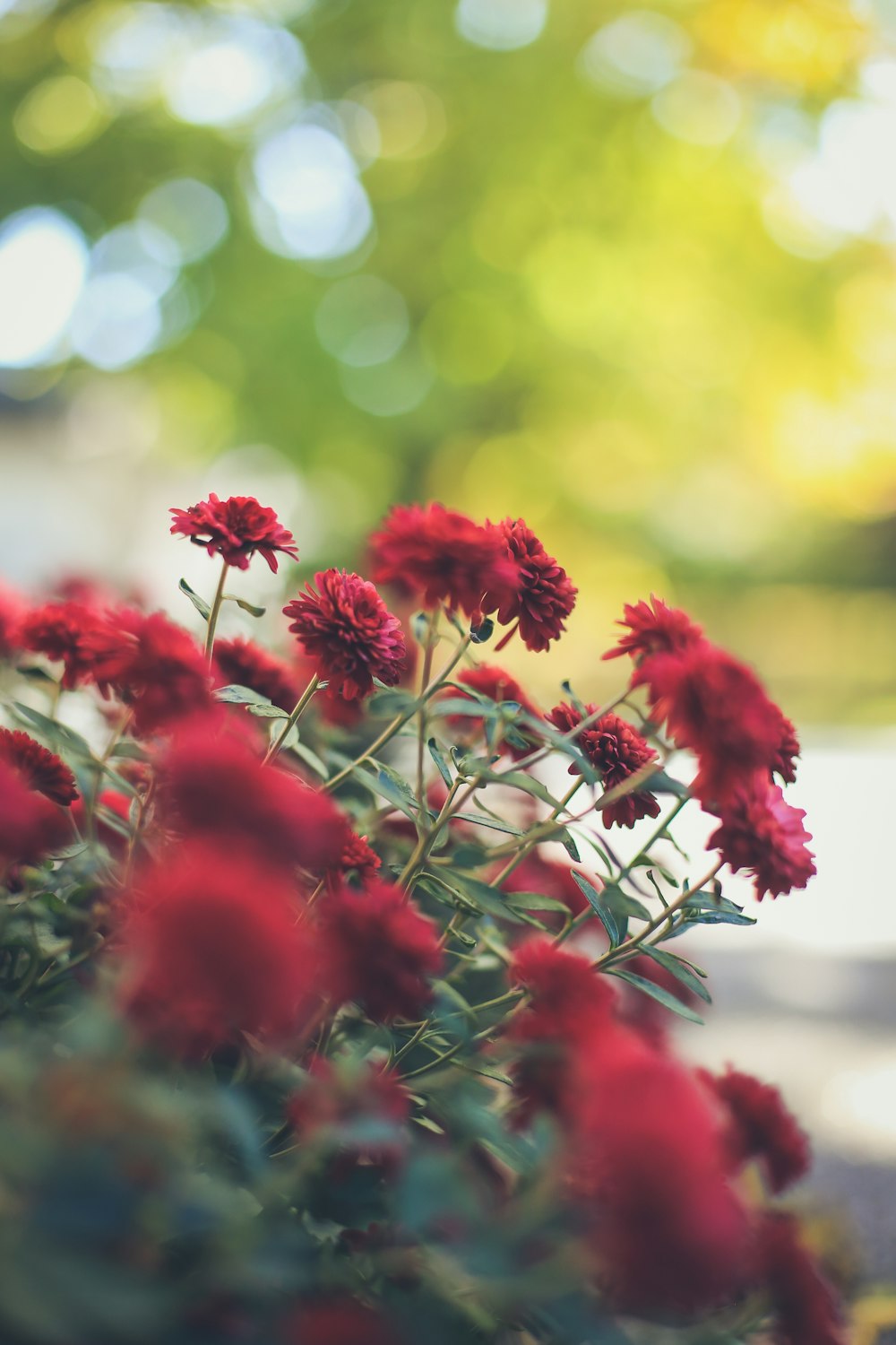 red flowers in tilt shift lens