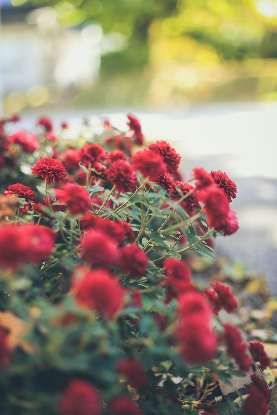 red flowers in tilt shift lens