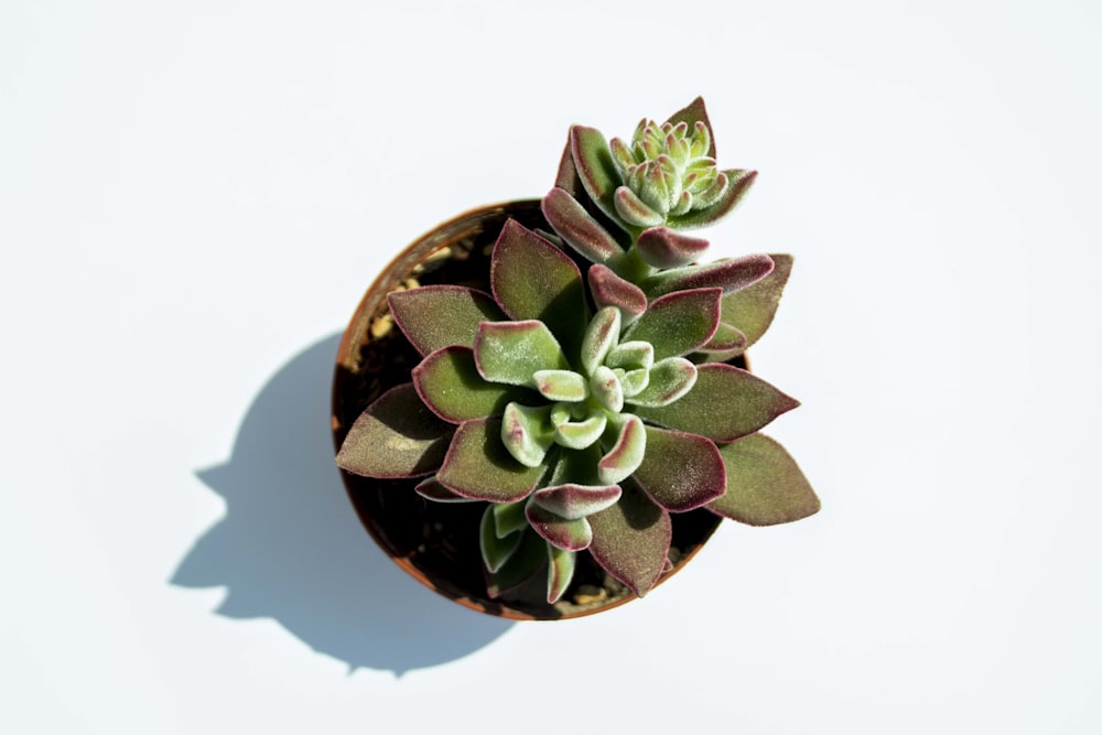green succulent plant on brown pot