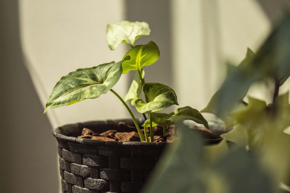 green plant on brown clay pot