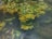 Lush green and yellow seaweed or aquatic plants float in clear water, with delicate branches extending outward. Small air bubbles are visible on the surface of the plants, giving a vibrant and dynamic impression of underwater life.