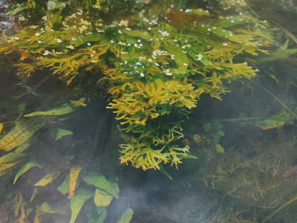 Lush green and yellow seaweed or aquatic plants float in clear water, with delicate branches extending outward. Small air bubbles are visible on the surface of the plants, giving a vibrant and dynamic impression of underwater life.