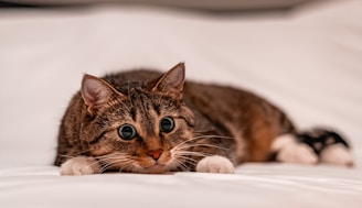 brown tabby cat lying on white textile
