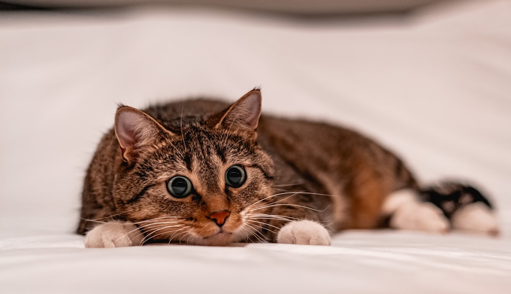 Braune Tabby-Katze liegt auf weißem Textil