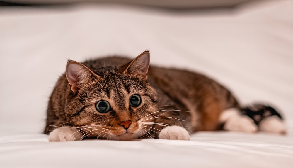 brown tabby cat lying on white textile