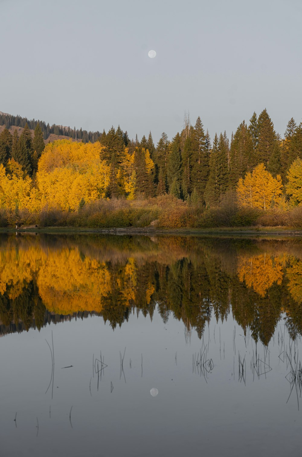 yellow and green trees beside lake during daytime