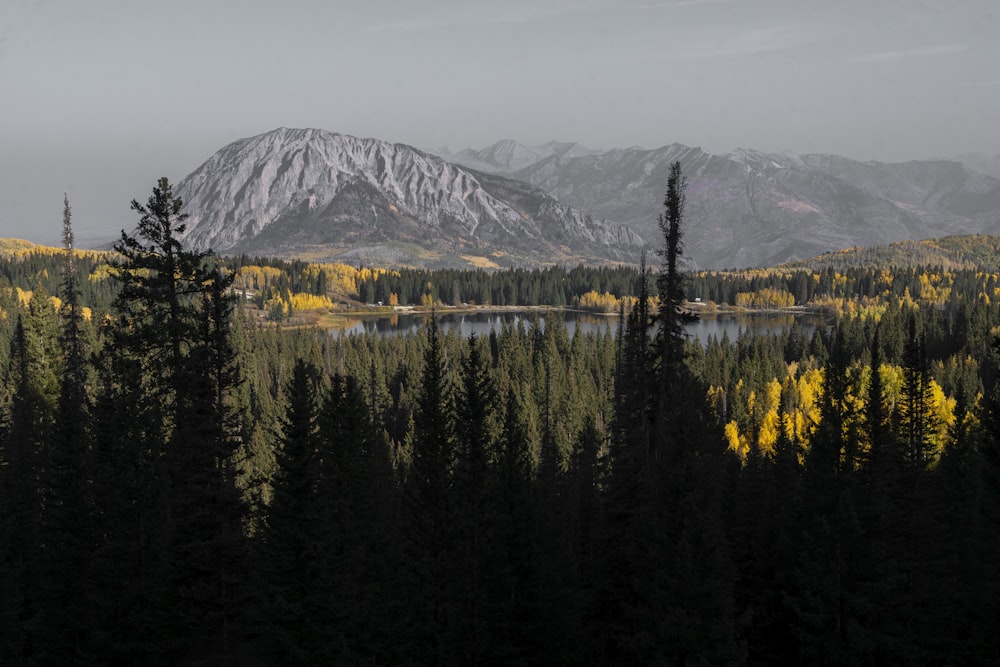 green trees near mountain during daytime