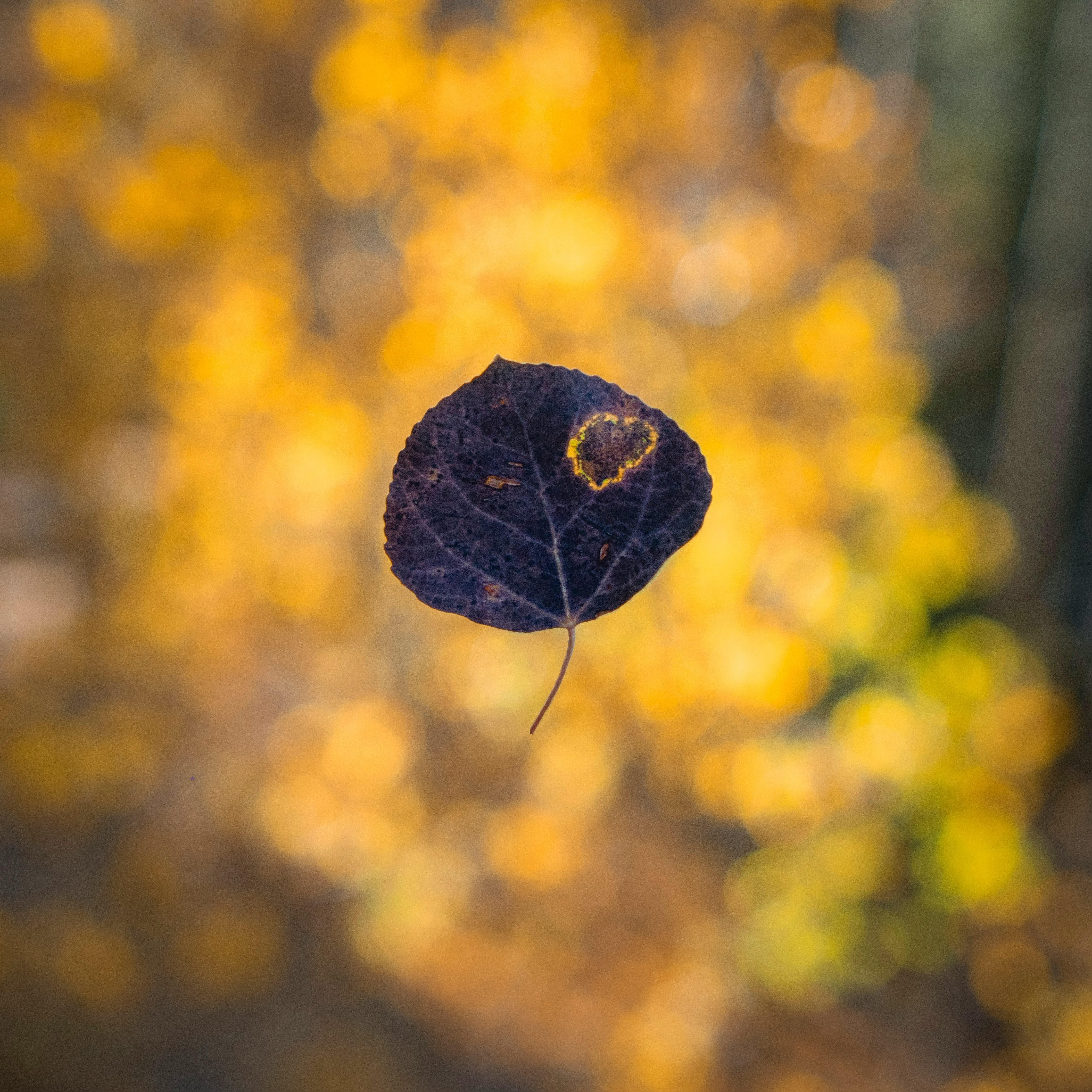 blue round fruit in bokeh photography