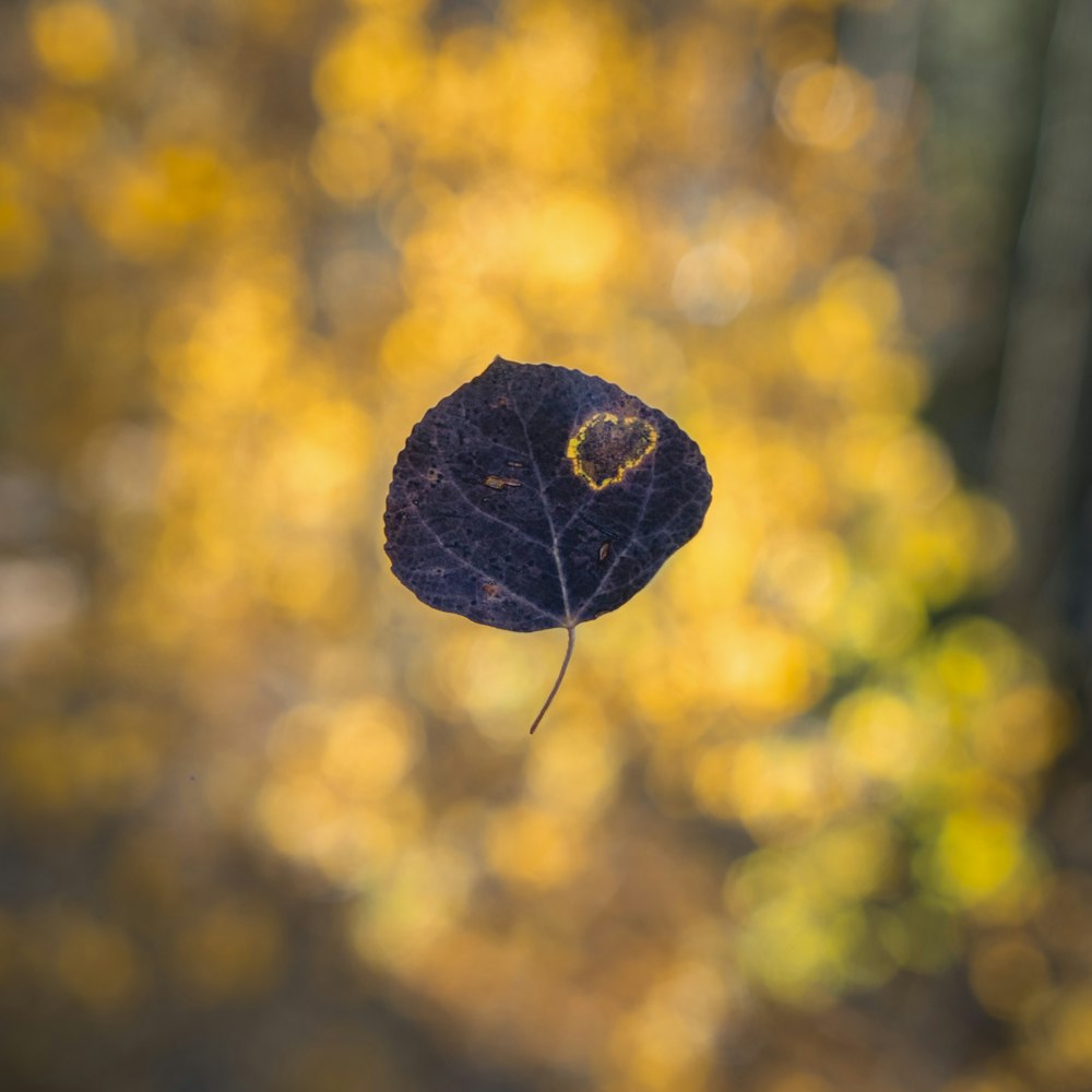 blue round fruit in bokeh photography