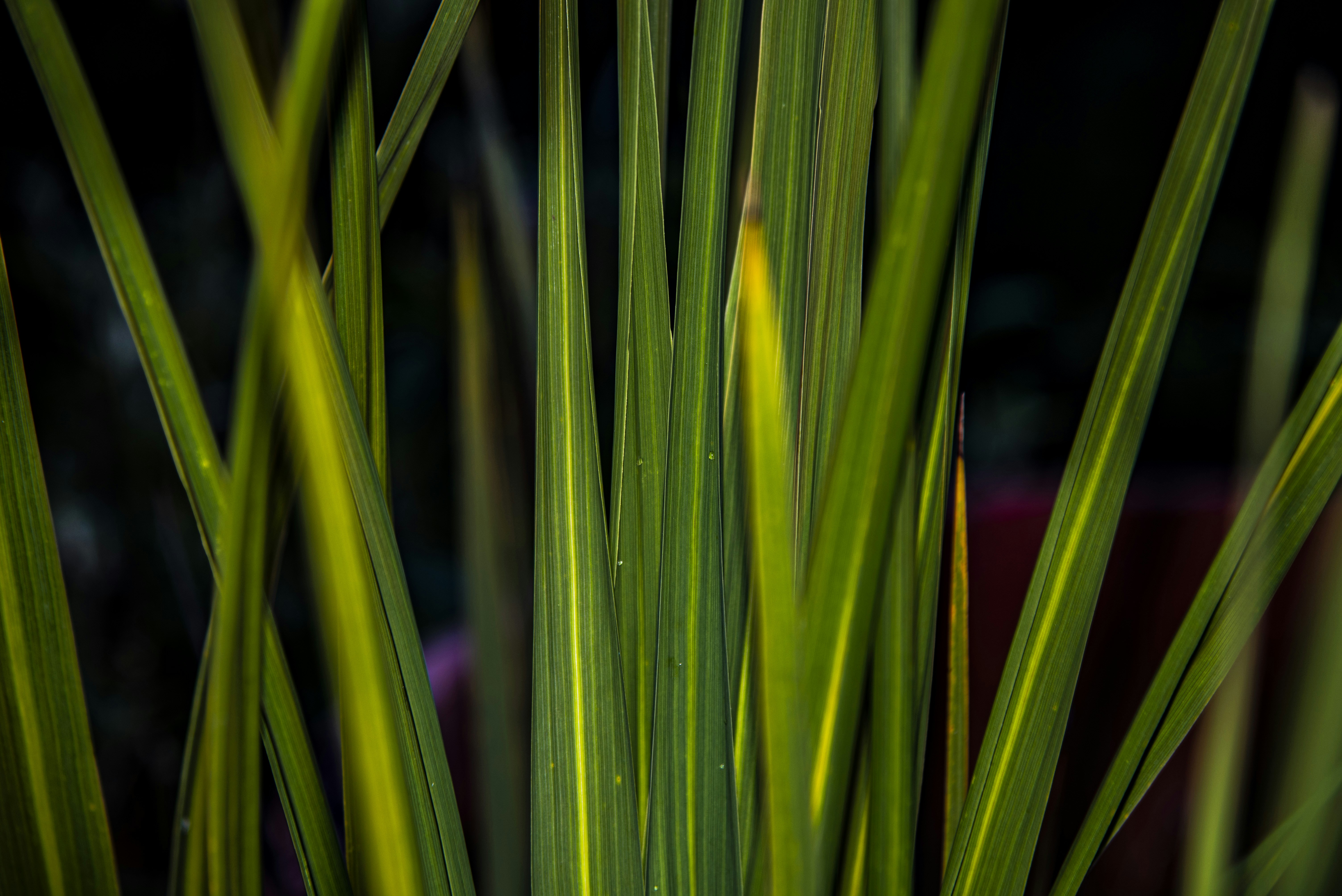 green grass in close up photography photo Free Green Image on Unsplash
