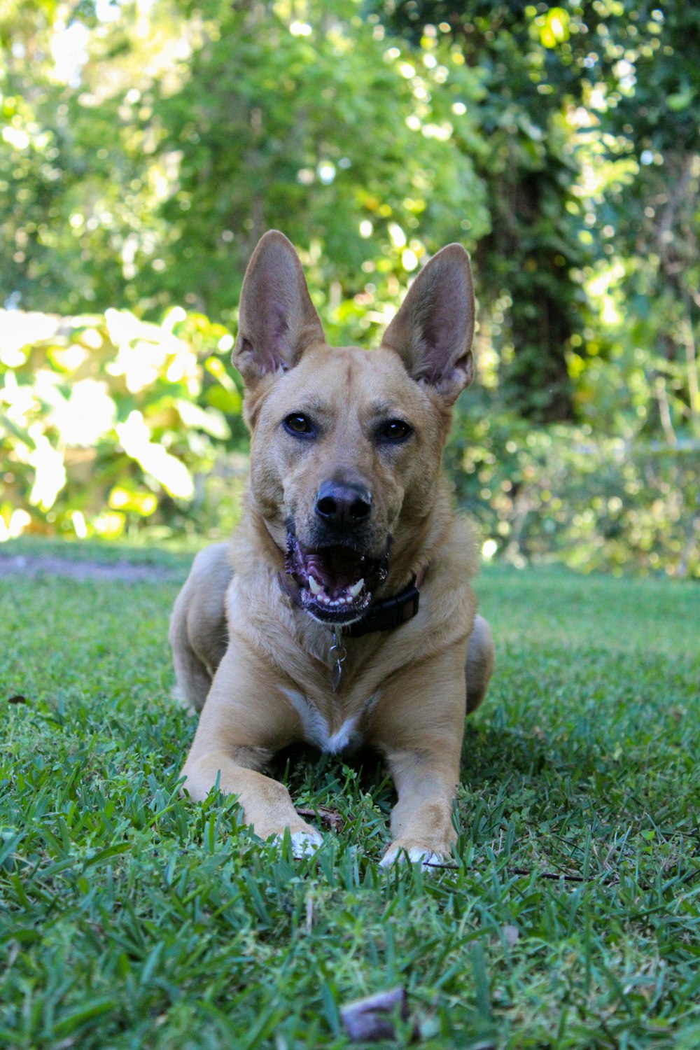 brown short coated dog sitting on green grass during daytime