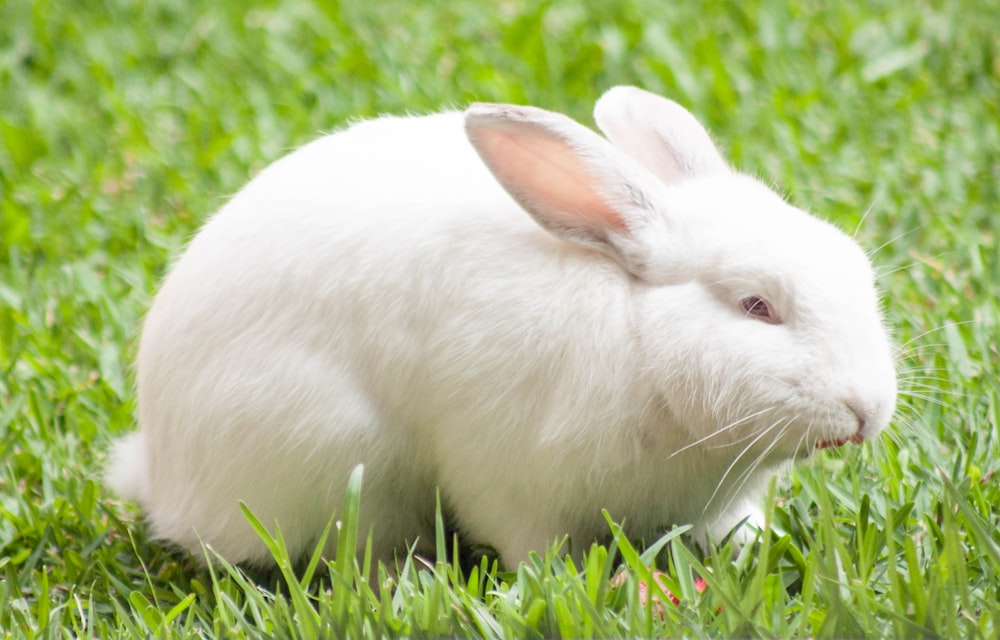 낮 동안 푸른 잔디에 흰 토끼
