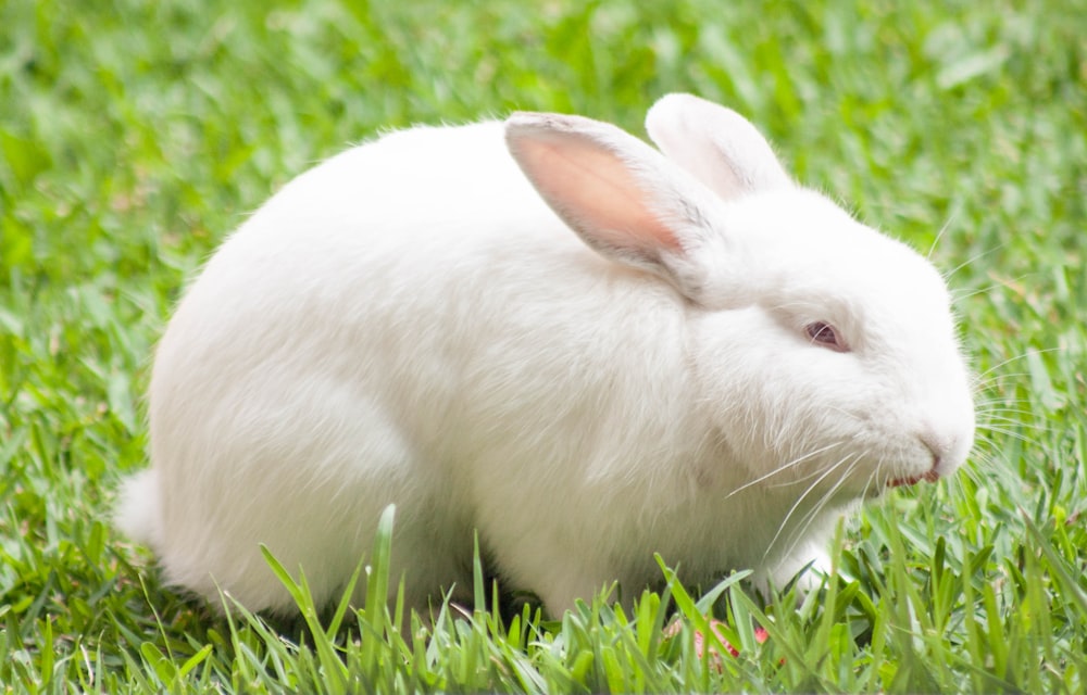 Bunny Eyes Stock Photos, Images and Backgrounds for Free Download