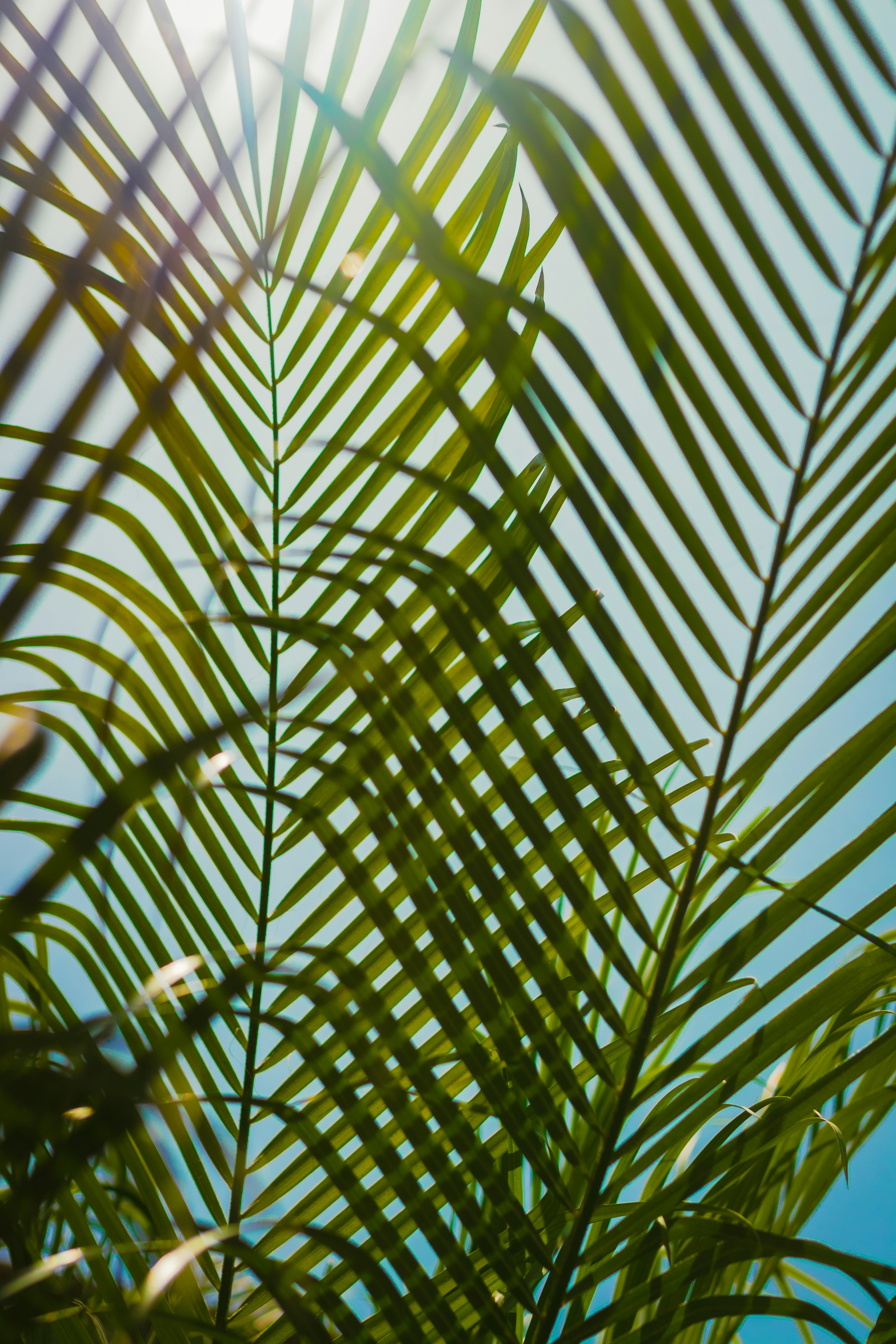 green and white leaf plant