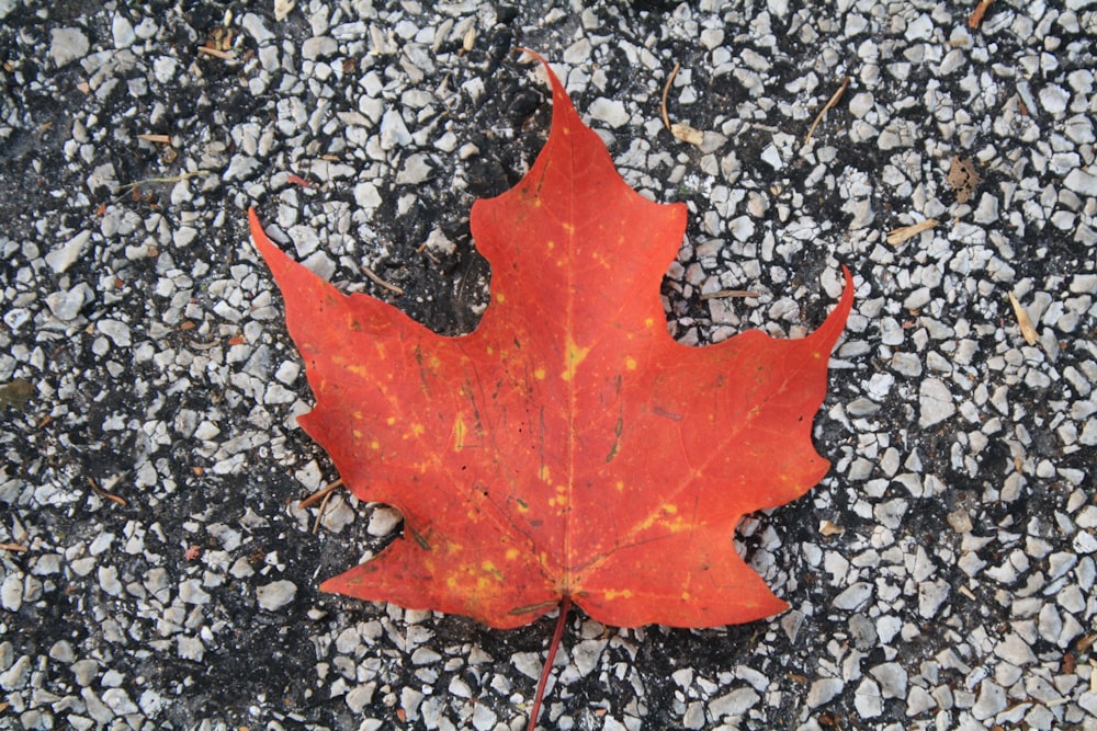 red maple leaf on gray concrete ground