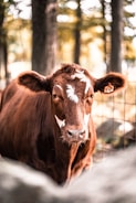 A brown cow with white markings on its face stands in front of a wire fence in a wooded area. The animal has an ear tag with the number 14. The background features blurred trees and soft, warm lighting creates a serene, natural atmosphere.