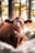 A brown cow with white markings on its face stands in front of a wire fence in a wooded area. The animal has an ear tag with the number 14. The background features blurred trees and soft, warm lighting creates a serene, natural atmosphere.