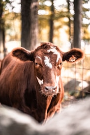 A brown cow with white markings on its face stands in front of a wire fence in a wooded area. The animal has an ear tag with the number 14. The background features blurred trees and soft, warm lighting creates a serene, natural atmosphere.