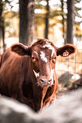 A brown cow with white markings on its face stands in front of a wire fence in a wooded area. The animal has an ear tag with the number 14. The background features blurred trees and soft, warm lighting creates a serene, natural atmosphere.
