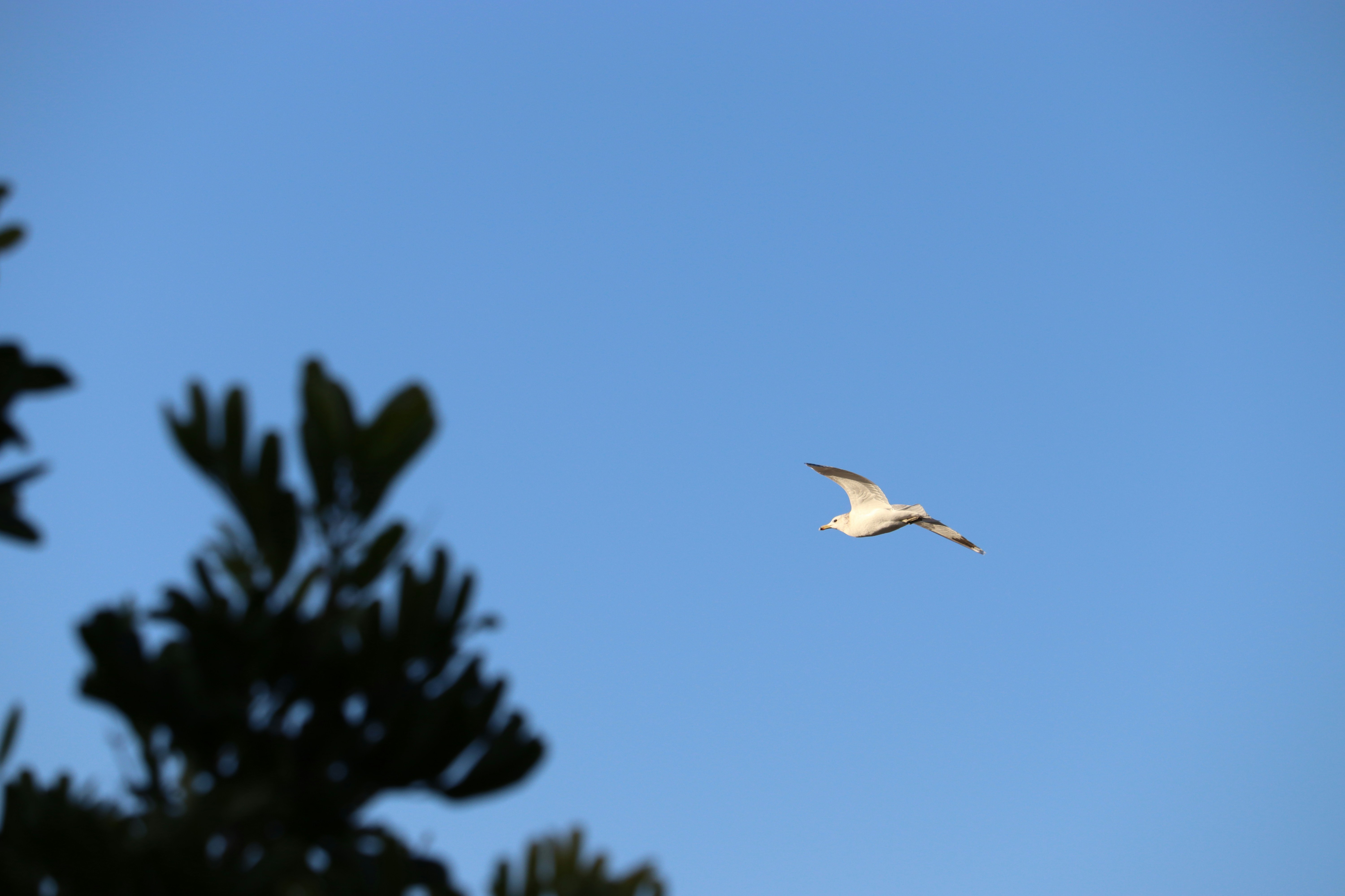 white bird flying during daytime