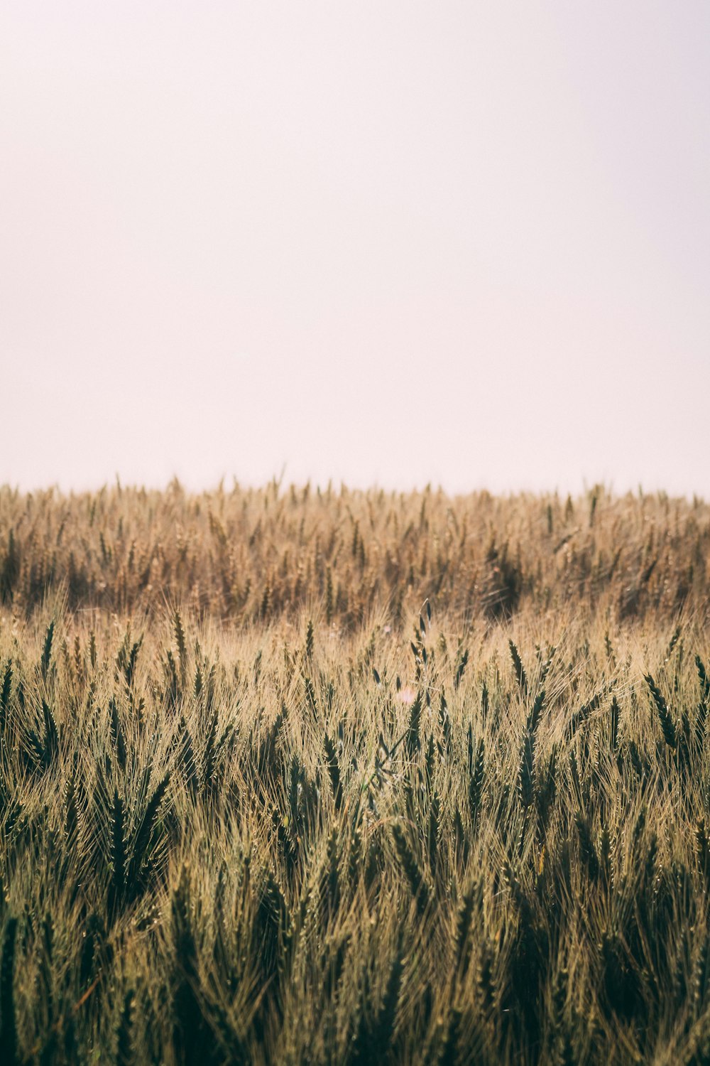 brown grass field during daytime